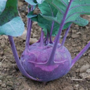 Purple Vienna Kohlrabi